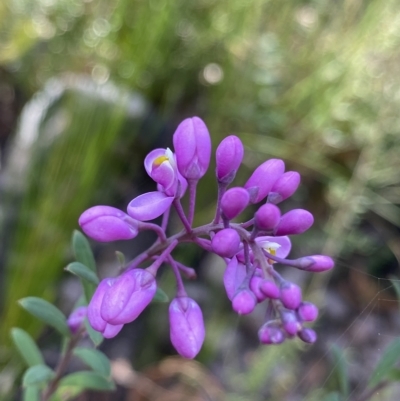 Comesperma ericinum (Heath Milkwort) at Budawang, NSW - 12 Mar 2023 by Ned_Johnston