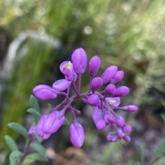 Comesperma ericinum (Heath Milkwort) at Budawang, NSW - 12 Mar 2023 by Ned_Johnston