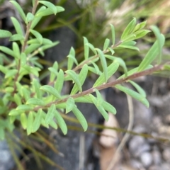 Comesperma ericinum at Budawang, NSW - 12 Mar 2023