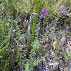 Comesperma ericinum at Budawang, NSW - 12 Mar 2023 11:39 AM