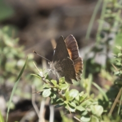 Paralucia pyrodiscus (Fiery Copper) at Michelago, NSW - 11 Jan 2019 by Illilanga