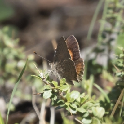 Paralucia pyrodiscus (Fiery Copper) at Michelago, NSW - 11 Jan 2019 by Illilanga