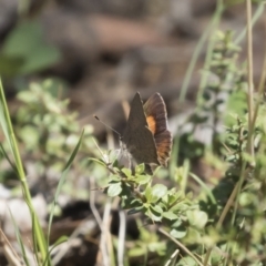 Paralucia pyrodiscus at Michelago, NSW - suppressed