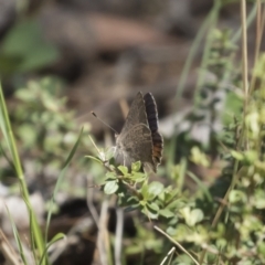 Paralucia pyrodiscus at Michelago, NSW - suppressed