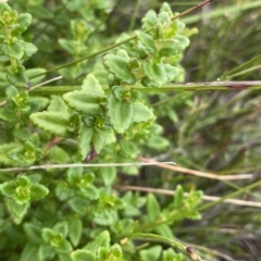 Gonocarpus teucrioides (Germander Raspwort) at Budawang, NSW - 11 Mar 2023 by Ned_Johnston