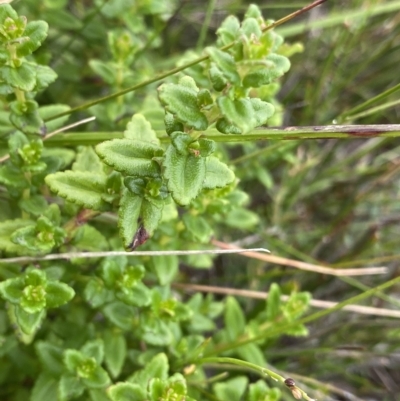 Gonocarpus teucrioides (Germander Raspwort) at Budawang, NSW - 12 Mar 2023 by NedJohnston