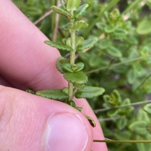 Gonocarpus teucrioides at Budawang, NSW - 12 Mar 2023