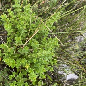 Gonocarpus teucrioides at Budawang, NSW - 12 Mar 2023