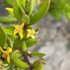 Persoonia mollis subsp. budawangensis at Budawang, NSW - 12 Mar 2023 by NedJohnston