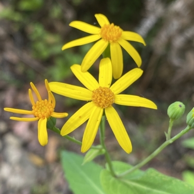 Senecio velleioides (Forest Groundsel) at Budawang, NSW - 11 Mar 2023 by Ned_Johnston