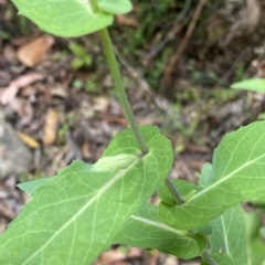 Lordhowea velleioides at Budawang, NSW - 12 Mar 2023