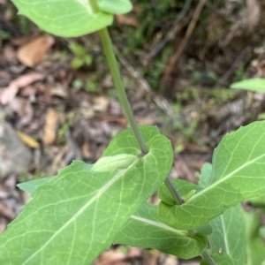 Lordhowea velleioides at Budawang, NSW - 12 Mar 2023