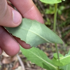 Lordhowea velleioides at Budawang, NSW - 12 Mar 2023