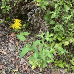 Senecio velleioides at Budawang, NSW - 12 Mar 2023