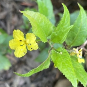 Goodenia ovata at Budawang, NSW - 12 Mar 2023