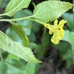 Goodenia ovata at Budawang, NSW - 12 Mar 2023