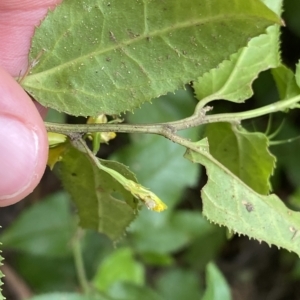 Goodenia ovata at Budawang, NSW - 12 Mar 2023