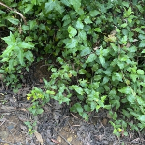 Goodenia ovata at Budawang, NSW - 12 Mar 2023