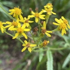 Senecio linearifolius (Fireweed Groundsel, Fireweed) at Budawang, NSW - 11 Mar 2023 by Ned_Johnston