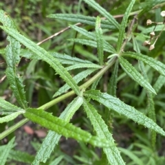 Senecio linearifolius at Budawang, NSW - 12 Mar 2023