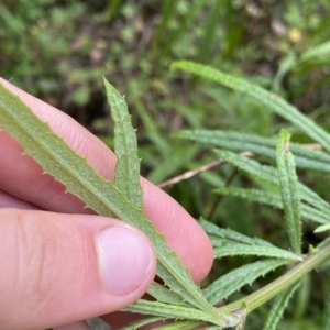 Senecio linearifolius at Budawang, NSW - 12 Mar 2023