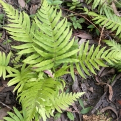 Blechnum cartilagineum (Gristle Fern) at QPRC LGA - 11 Mar 2023 by Ned_Johnston