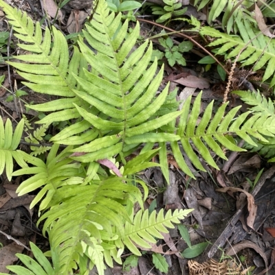 Blechnum cartilagineum (Gristle Fern) at Budawang, NSW - 12 Mar 2023 by NedJohnston