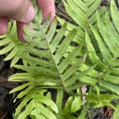 Blechnum cartilagineum at Budawang, NSW - suppressed