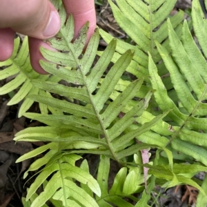 Blechnum cartilagineum at Budawang, NSW - suppressed