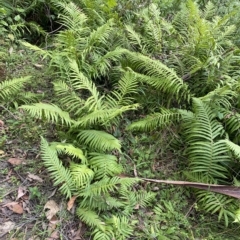 Blechnum cartilagineum at Budawang, NSW - suppressed