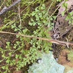 Lindsaea microphylla (Lacy Wedge-fern) at Budawang, NSW - 12 Mar 2023 by NedJohnston