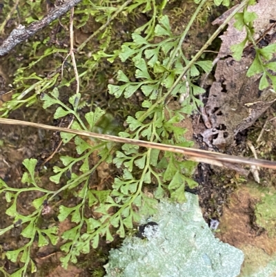 Lindsaea microphylla (Lacy Wedge-fern) at Budawang, NSW - 12 Mar 2023 by NedJohnston