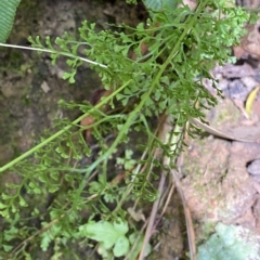 Lindsaea microphylla at Budawang, NSW - 12 Mar 2023