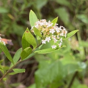 Platysace lanceolata at Budawang, NSW - 12 Mar 2023