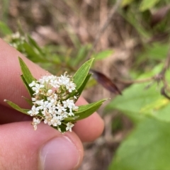 Platysace lanceolata at Budawang, NSW - 12 Mar 2023