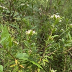 Platysace lanceolata at Budawang, NSW - 12 Mar 2023