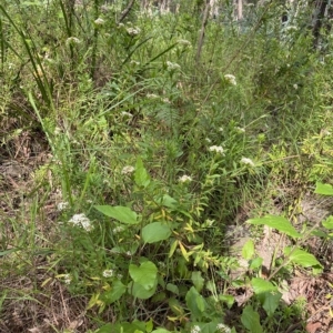 Platysace lanceolata at Budawang, NSW - 12 Mar 2023