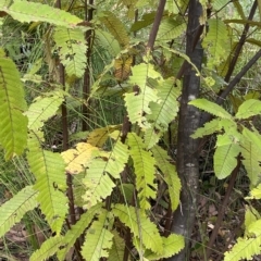 Callicoma serratifolia (Black Wattle, Butterwood, Tdgerruing) at Budawang, NSW - 12 Mar 2023 by NedJohnston