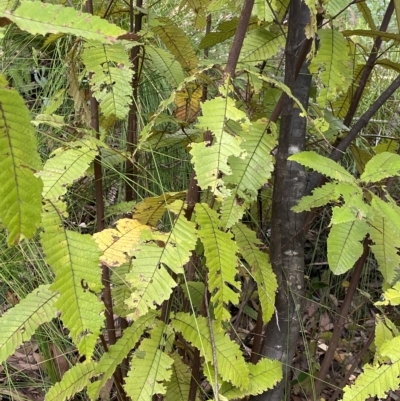 Callicoma serratifolia (Black Wattle, Butterwood, Tdgerruing) at QPRC LGA - 11 Mar 2023 by Ned_Johnston