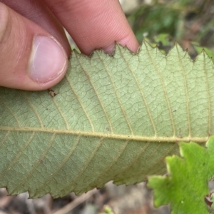 Callicoma serratifolia at Budawang, NSW - 12 Mar 2023