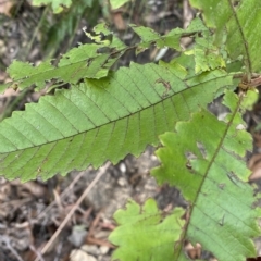 Callicoma serratifolia at Budawang, NSW - 12 Mar 2023