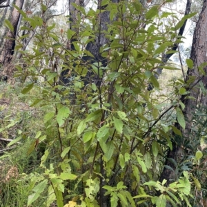 Callicoma serratifolia at Budawang, NSW - 12 Mar 2023
