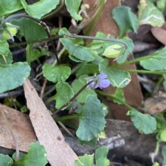 Viola hederacea (Ivy-leaved Violet) at Budawang, NSW - 11 Mar 2023 by Ned_Johnston