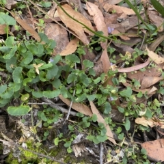 Viola hederacea at Budawang, NSW - 12 Mar 2023