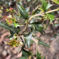 Podolobium ilicifolium (prickly shaggy-pea) at Budawang, NSW - 12 Mar 2023 by NedJohnston