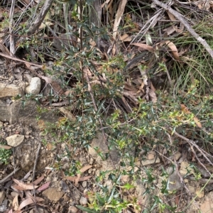 Podolobium ilicifolium at Budawang, NSW - 12 Mar 2023