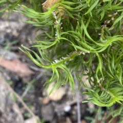 Lomandra obliqua (Twisted Matrush) at Budawang, NSW - 11 Mar 2023 by Ned_Johnston