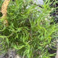 Lomandra obliqua at Budawang, NSW - 12 Mar 2023 09:48 AM