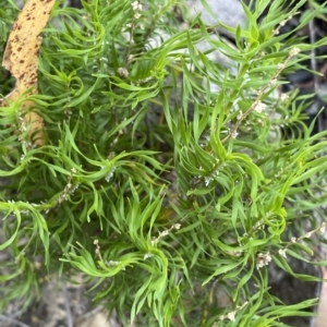 Lomandra obliqua at Budawang, NSW - 12 Mar 2023 09:48 AM