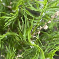 Lomandra obliqua at Budawang, NSW - 12 Mar 2023